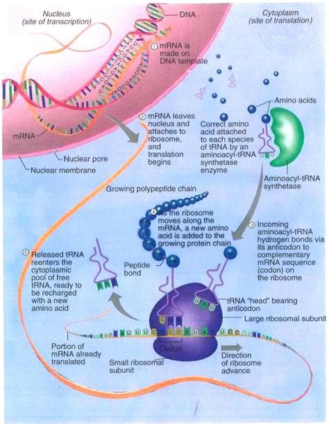 WHAT IS PROTEIN SYNTHESIS ???? - ALL ABOUT DNA AND RNA