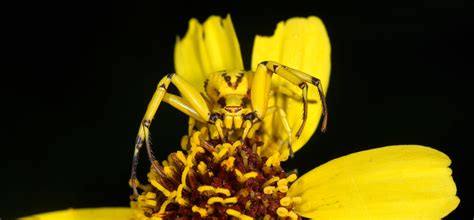 White-banded crab spider - Gottlieb Native Garden