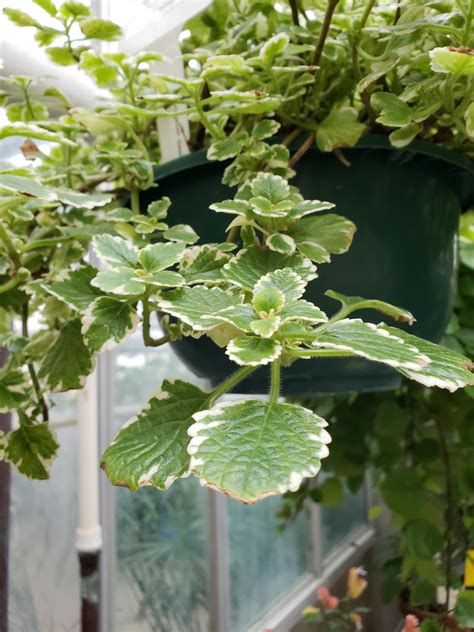 Plectranthus coleoides var. 'variegata' | Bessey Greenhouse (Richard W. Pohl Conservatory)