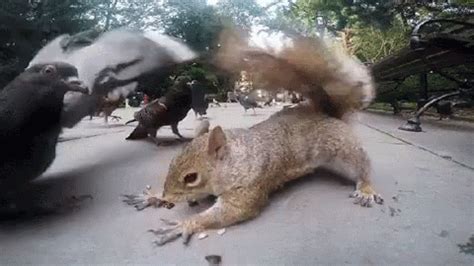 Squirrel Gif - Gif Abyss