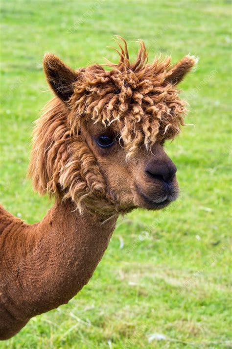 Brown llama in Scotland. - Stock Image - C045/9830 - Science Photo Library