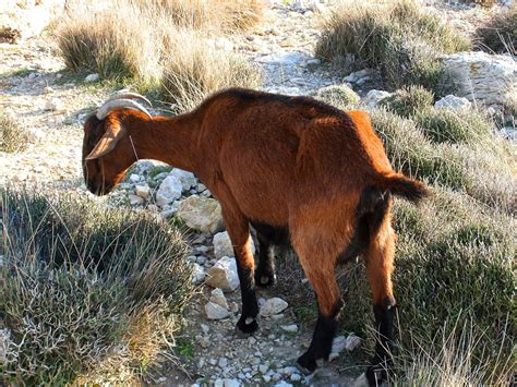 Brown Goat With Horn · Free Stock Photo