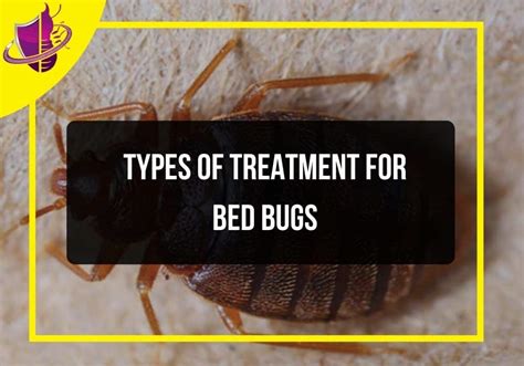 Types of Treatment for Bed Bugs - Zip Pest Solutions