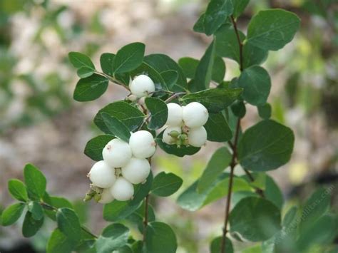 Symphoricarpos albus laevigatus, Common Snowberry