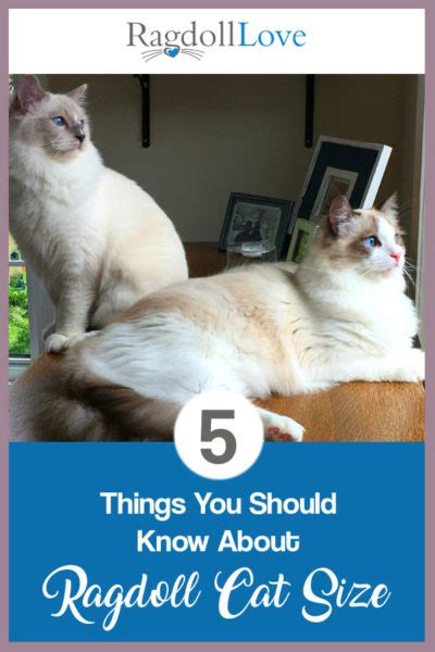 5 Things You Need to Know About Ragdoll Cat Size