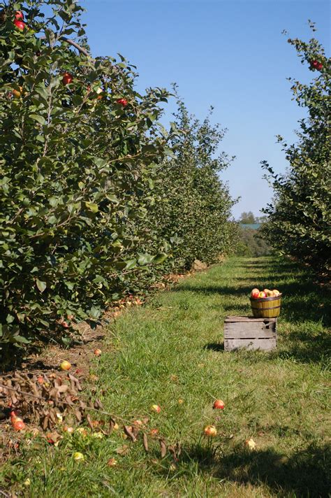 Exploring Iowa: Wilson's Orchard | Olio in Iowa