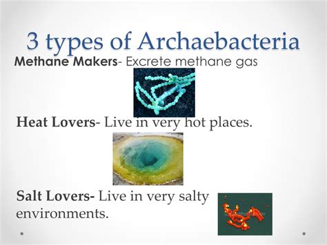 Archaebacteria Examples