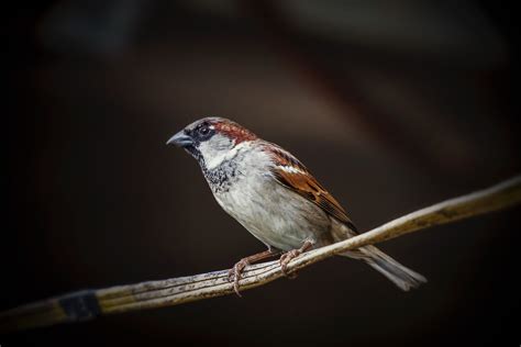 West Nile Virus Infectious Longer in Birds Exposed to Artificial Light at Night | International ...