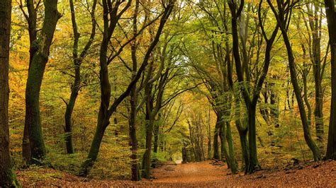 Leaves path through the autumn forest wallpaper - Nature wallpapers ...