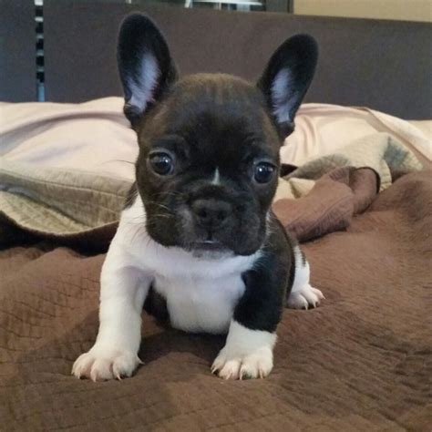 French Bulldog Puppies For Sale | Milwaukee Avenue, IL #215012