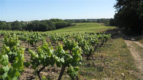 Muscadet - French Wine Region | Wine-Searcher