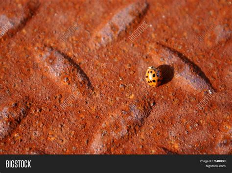 Orange Lady Bug Image & Photo (Free Trial) | Bigstock