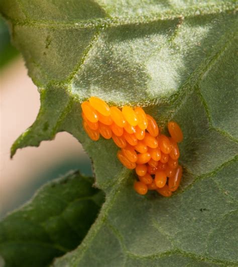 Potato Beetle – Fairfax Gardening