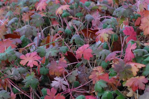 A Deer Resistant Groundcover for Dry Shade! Flowers, too.....