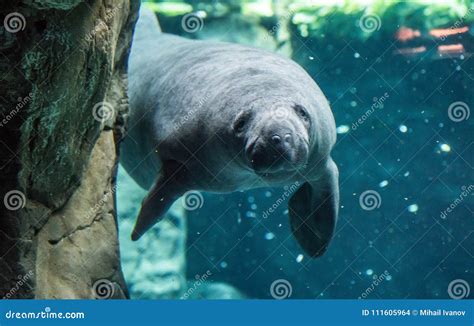 Manatee Swimming Underwater Stock Photo - Image of huge, cows: 111605964