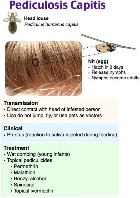 pediculosis capitis = head lice | Dermatology nurse, Urgent care clinic