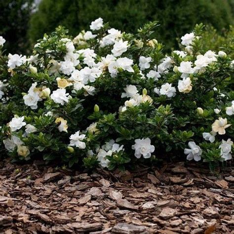 Gardenia Radicans | Dwarf Radicans Gardenia - PlantingTree