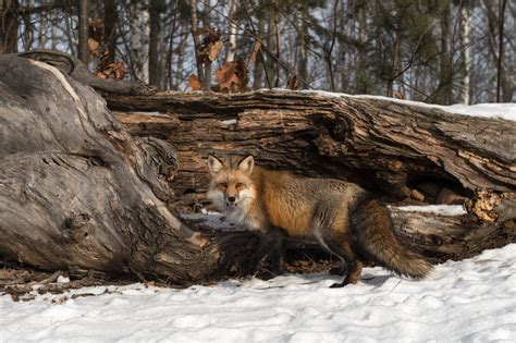 How To Make Shelters For Animals In Winter - White Succall