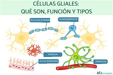 Células gliales: qué son, función y tipos - Resumen para estudiar