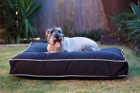 Best Dog Beds For Indoors and Outdoors in 2021 | Outdoor dog bed ...