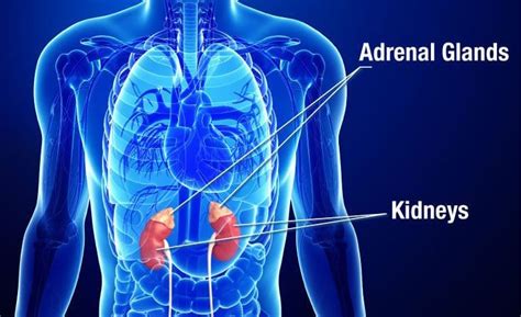 Adrenal Health 101 | Well Humans