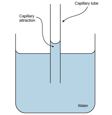 Of the Best Examples Which Best Describes Water Cohesion