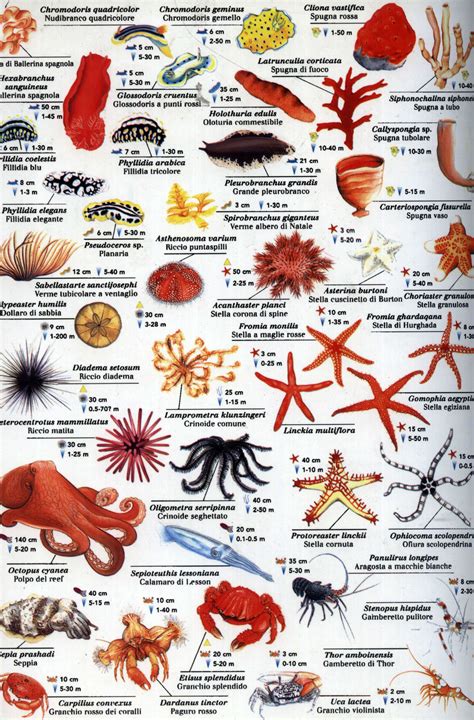 Red sea Fishes Water Animals, Animals And Pets, Animals Sea, Fish Chart, Fauna Marina, Salt ...