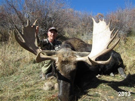 Shiras Moose Hunts - Bucks & Bulls Guides & Outfitters