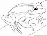 Cute Frog Coloring Page For Kids  Free Printable Pages sketch template