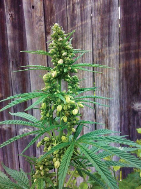 What do male cannabis plants look like? | Grow Weed Easy