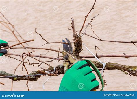 Pruning Grapes. Work in the Garden in Early Spring. Stock Photo - Image ...