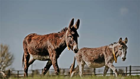 The Donkey Sanctuary | Careers