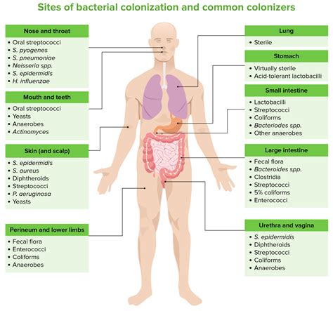 Infecciones Quirúrgicas | Concise Medical Knowledge