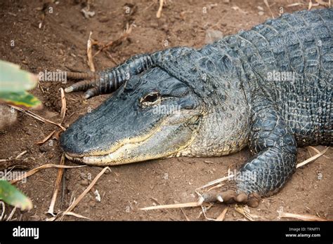 Mississippi Alligator, (Alligator mississippiensis Stock Photo - Alamy