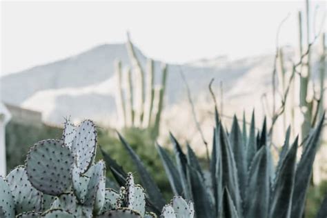 The Hidden Beauty of Xerophytes - Dengarden