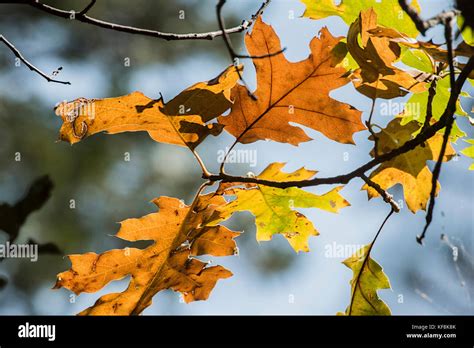 Black Oak tree changing its leaves color during the Fall season at the forest in Yosemite Valley ...