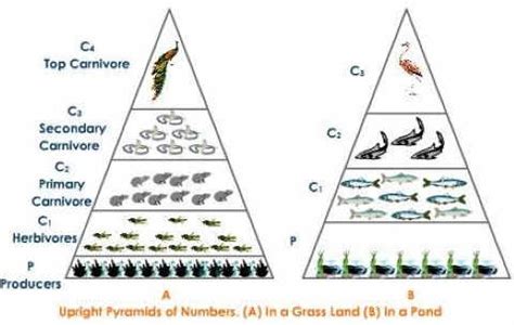 Ecological Pyramids: Pyramid of Numbers, Biomass & Energy | PMF IAS