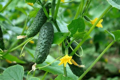 Greenhouse cucumbers — Stock Photo © Markit #3756541