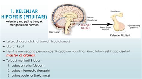 Kelenjar Pituitari – Ujian