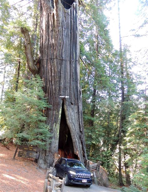 Shrine Drive Thru Tree (attraction) - Avenue of the Giants