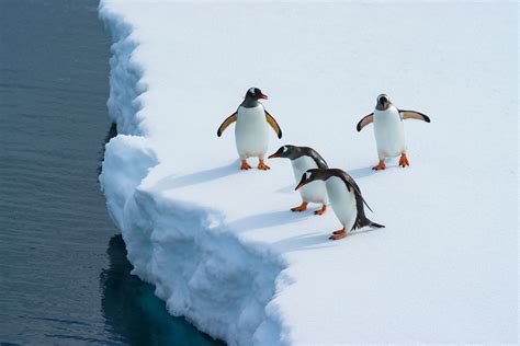 Antarctica Expeditions | The Ultimate Travel Experience | EYOS