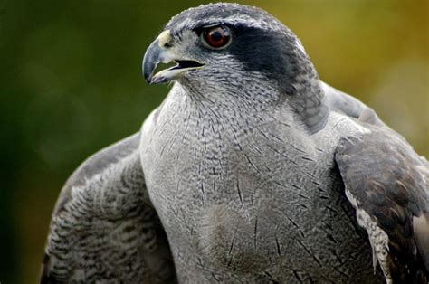 Northern Goshawk - Accipiter gentilis | Wildlife Journal Junior