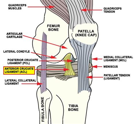 Pin on Clinical