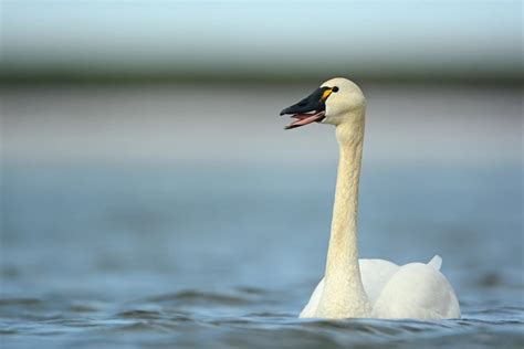 U.S. Fish and Wildlife Service seeks feedback on new Alaska Native ...