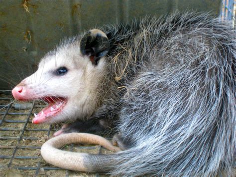 Family life in Maine: Oh! Possum