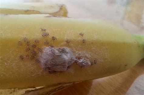 Spiders in bananas: Armed spider nest hatches in woman's home | U News