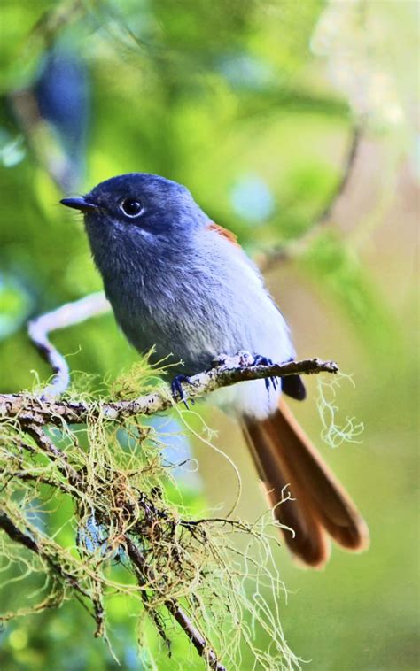 Oiseaux de la Réunion : découvrez les habitants du ciel