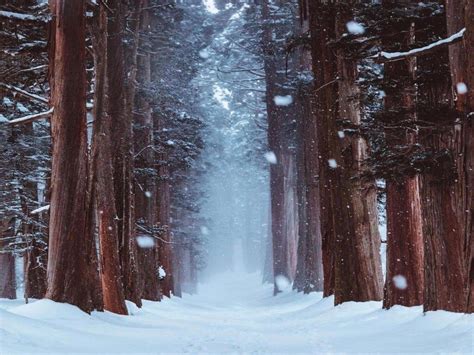 Winter Forest 4K Wallpapers - Top Free Winter Forest 4K Backgrounds - WallpaperAccess