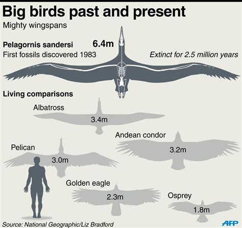 Largest Bird Wingspan