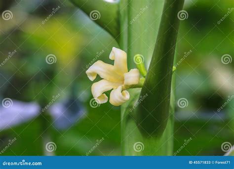 Papaya tree with flowers stock image. Image of green - 45571833